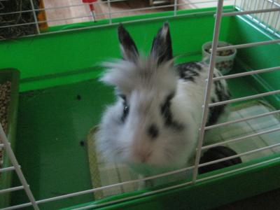 CLEO PSYCHO DE TASMANIA